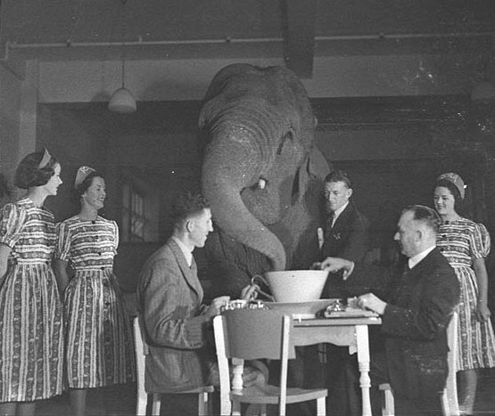 The metaphorical elephant in the room